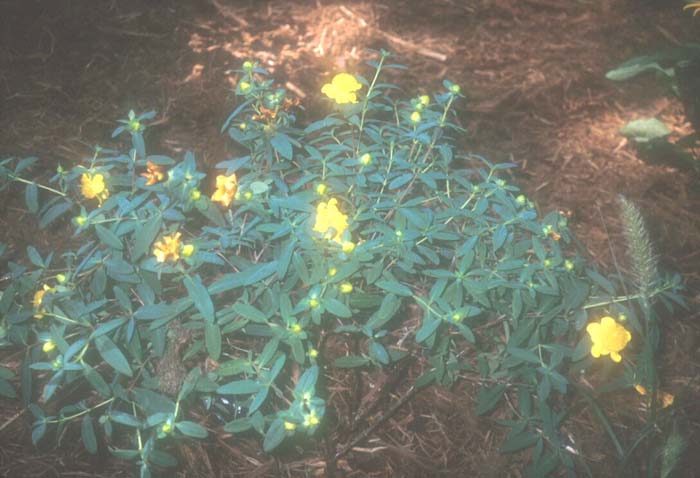 Sunburst Hypericum