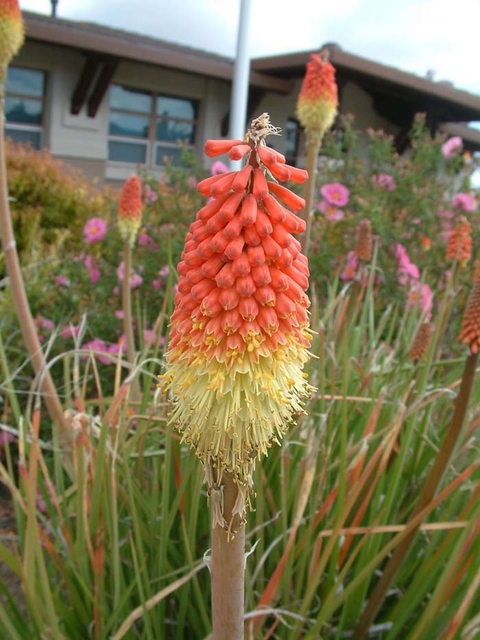 Kniphofia uvaria