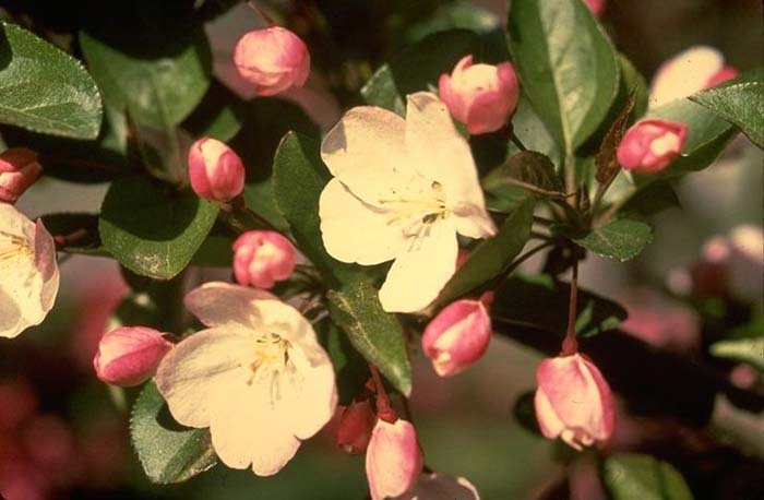 Tea Crabapple