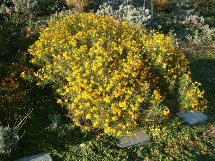 Perennial Marigold, Copper Canyon D