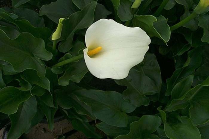 Calla Lilly