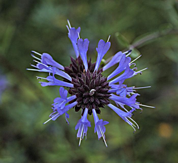 Salvia clevelandii 'Aromas'