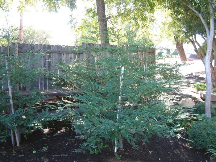 Plant photo of: Sequoia sempervirens 'Aptos Blue'