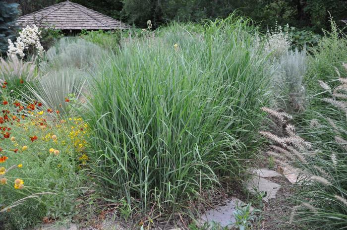 Panicum virgatum 'Heavy Metal'