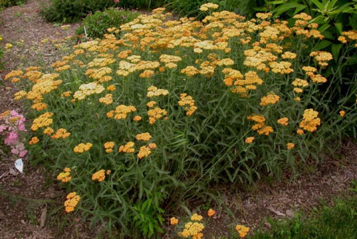 Plant photo of: Achillea millefolium 'Terra Cotta'