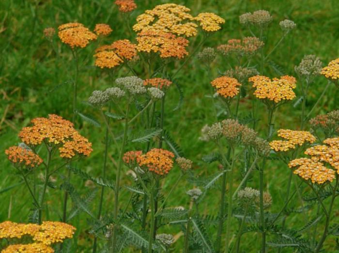 Plant photo of: Achillea millefolium 'Terra Cotta'