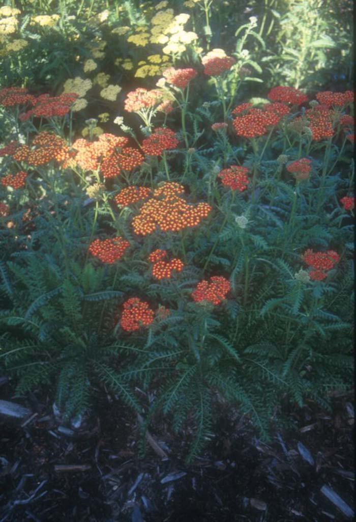 Plant photo of: Achillea 'Walther Funcke'