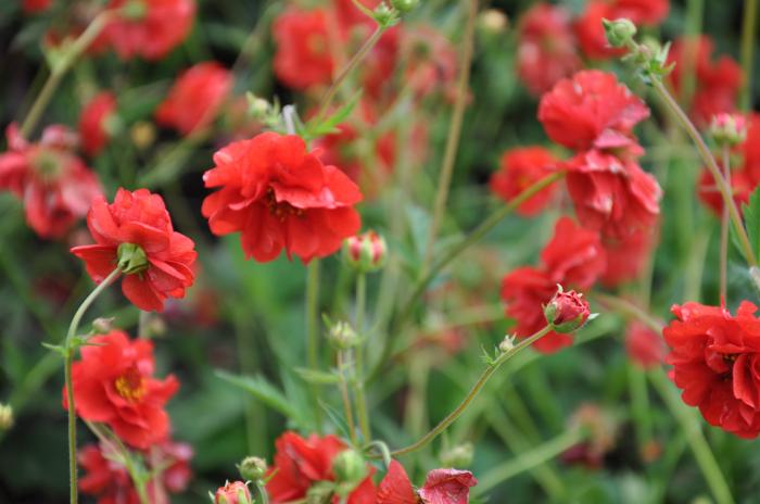 Geum sp.