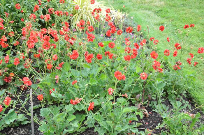Plant photo of: Geum sp.