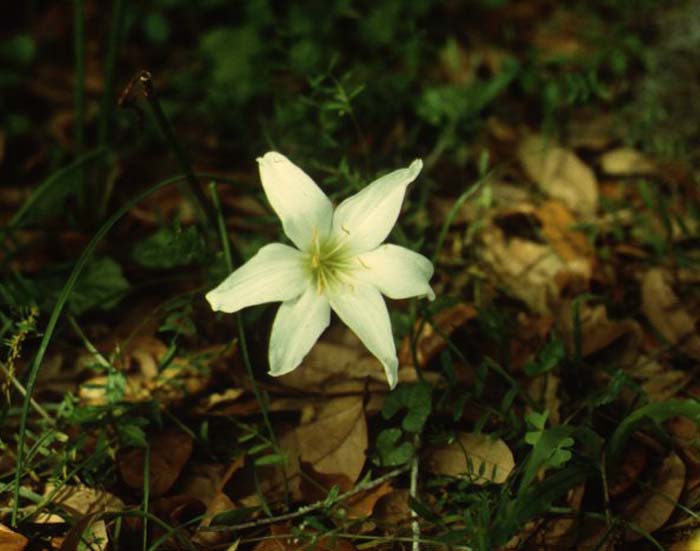 Zephranthes atamasco