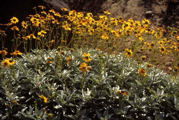 Plant photo of: Encelia densiflora