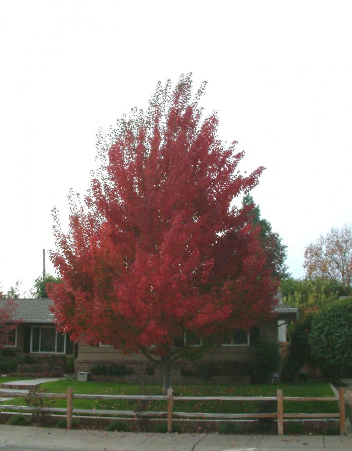Plant photo of: Pistacia chinensis 'Red Push'