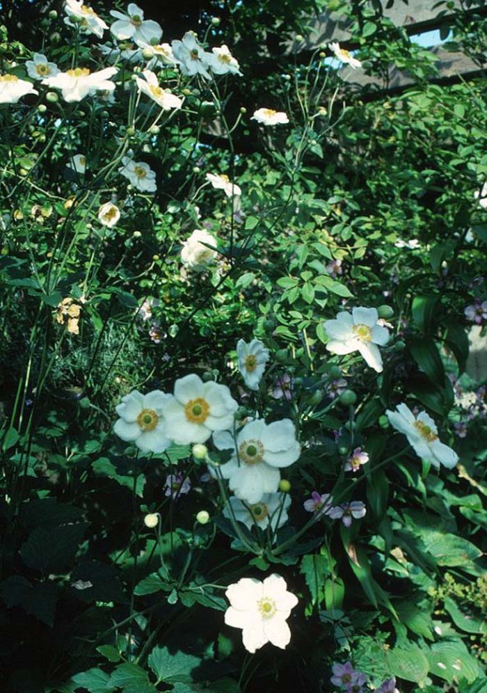 Anemone japonica