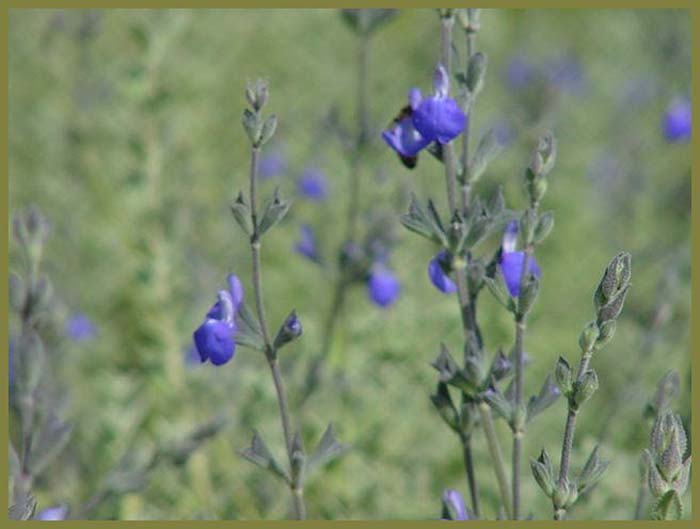 Salvia chamaedryoides