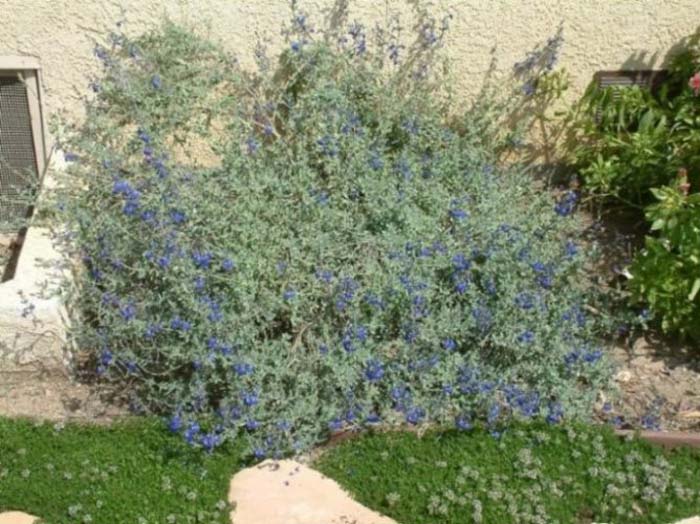 Plant photo of: Salvia chamaedryoides
