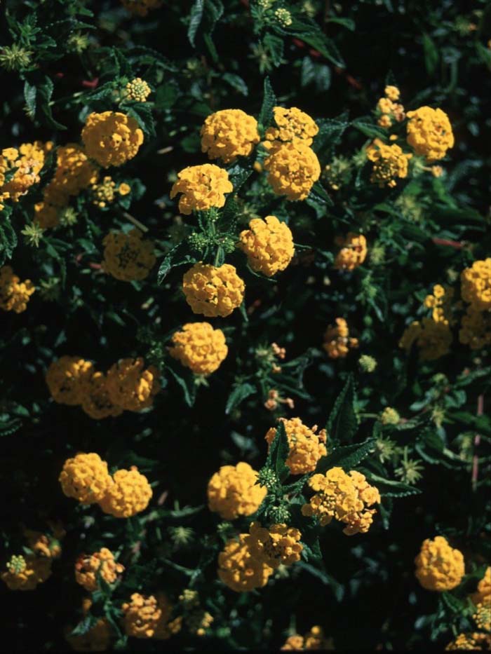 New Gold Trailing Lantana