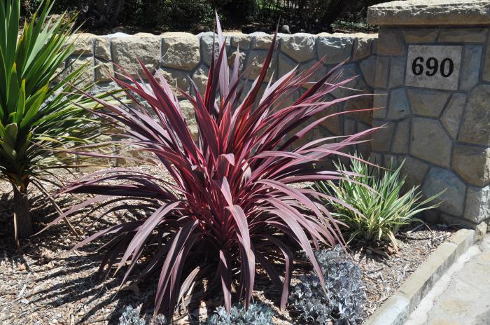 Plant photo of: Phormium 'Amazing Red'