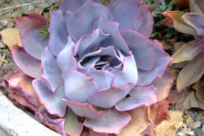 Echeveria 'Afterglow'