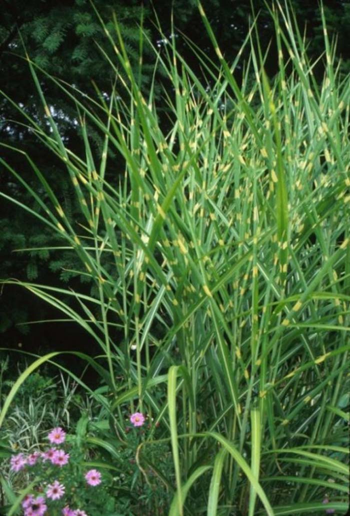 Zebra Grass