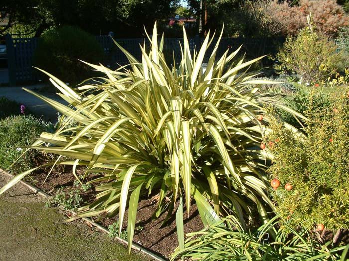 Phormium 'Wings of Gold'