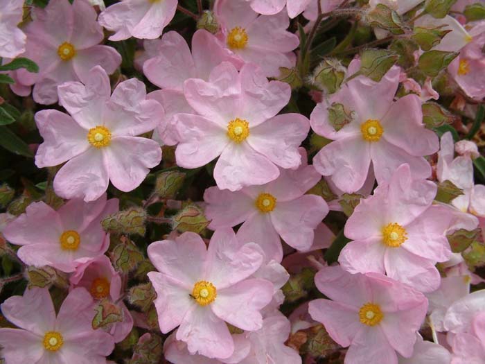 Plant photo of: Cistus X skanbergii