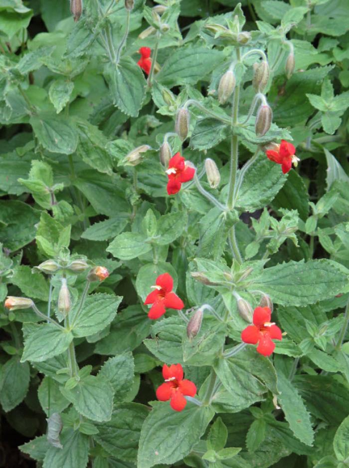 Mimulus cardinalis