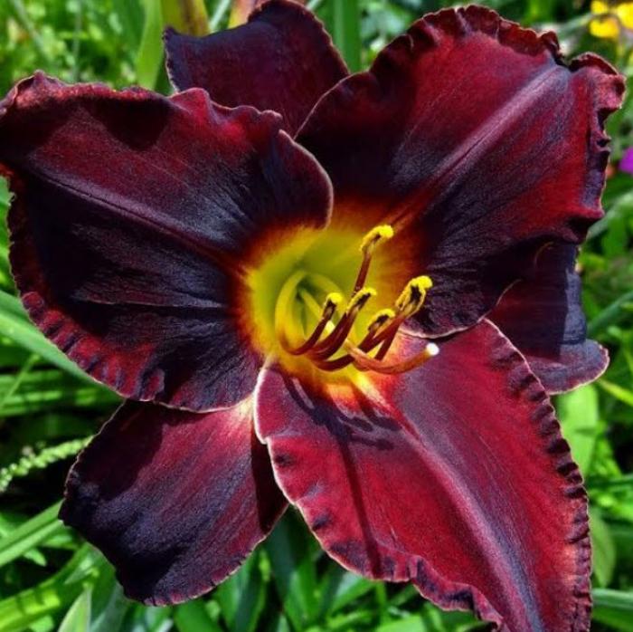 Hemerocallis 'Acapulco Night'