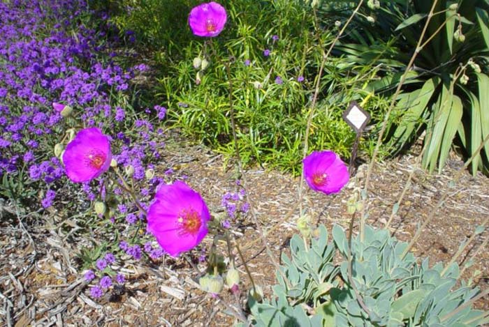 Plant photo of: Calandrinia grandiflora