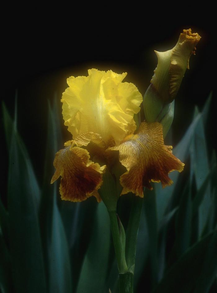 All That Jazz Bearded Iris