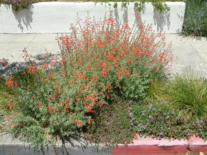 Zauschneria californica