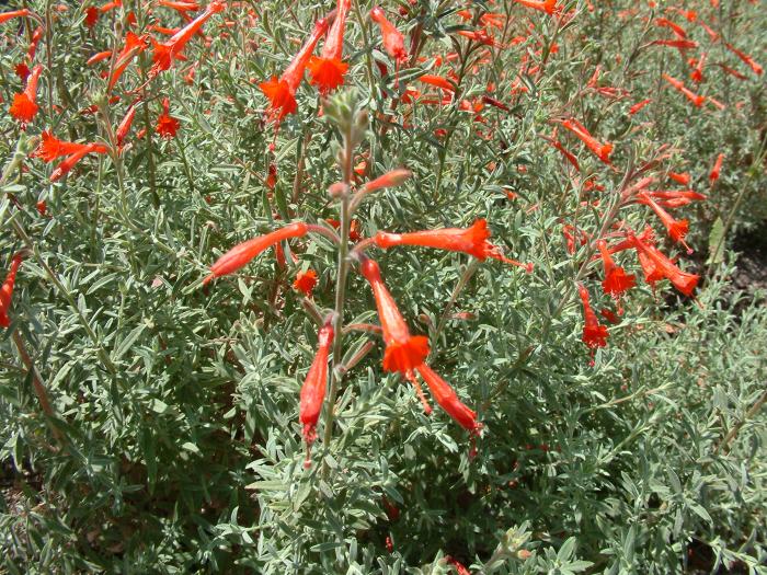 Plant photo of: Zauschneria californica