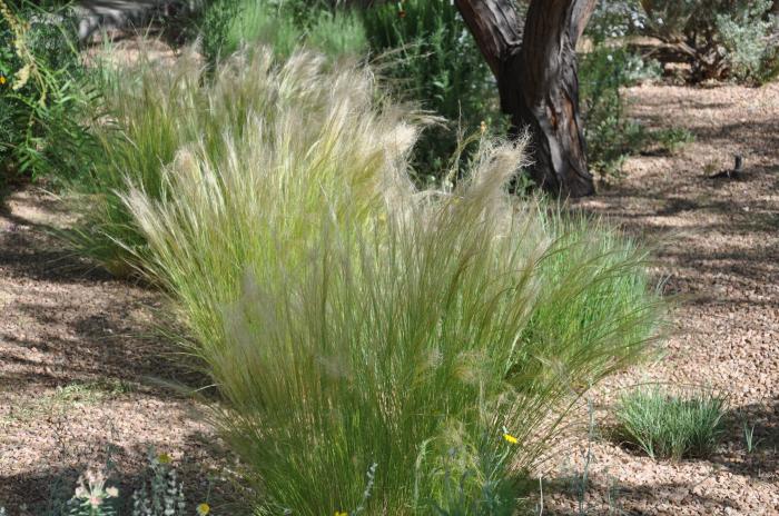 Mexican Feather Grass