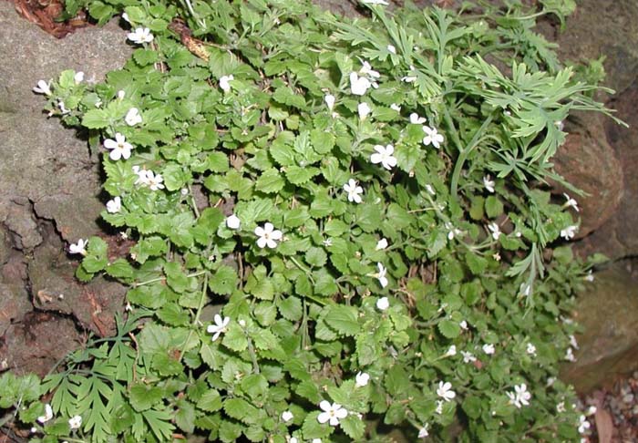 Sutera cordata