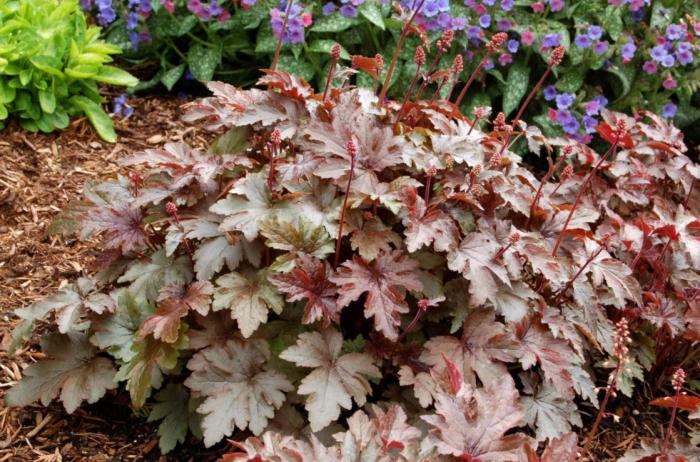 Plant photo of: Heuchera 'Burnished Bronze'