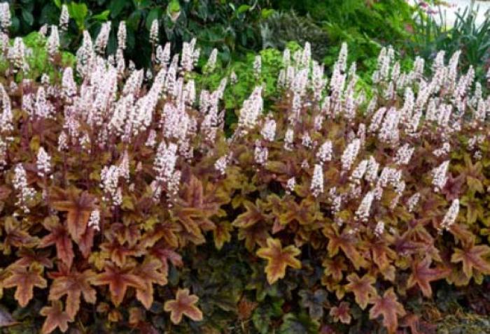 Plant photo of: Heuchera 'Burnished Bronze'