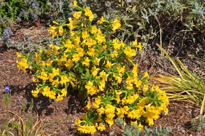 Mimulus Yellow