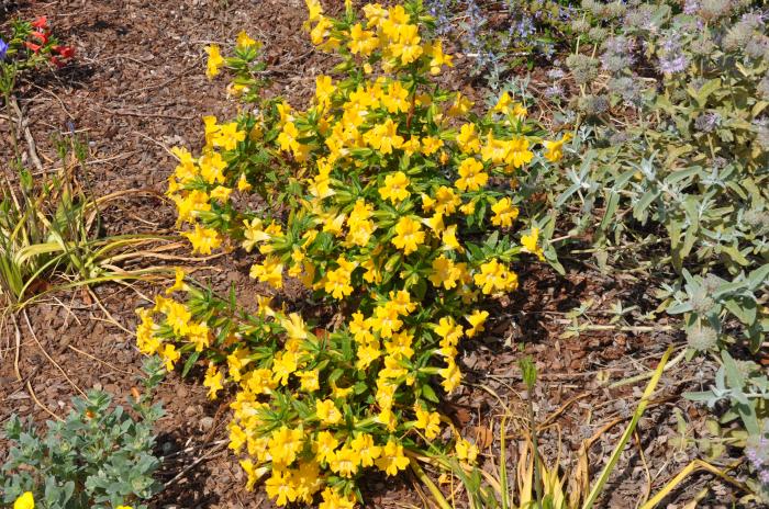 Plant photo of: Mimulus Yellow