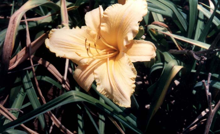 Bahia Hybrid Daylily