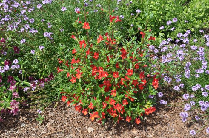 Mimulus Red