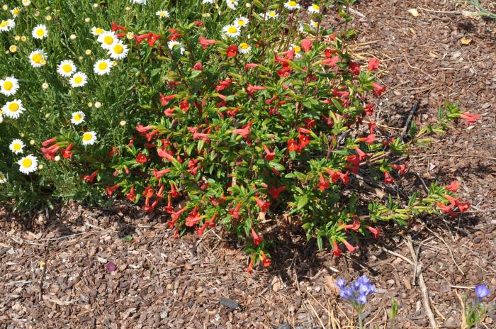 Plant photo of: Mimulus Red