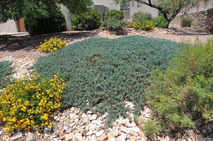 Plant photo of: Juniperus horizontalis 'Wiltonii'