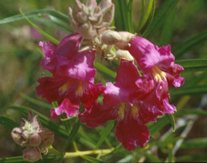 Chilopsis linearis