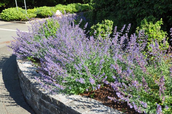 Plant photo of: Nepeta X faassenii 'Dropmore'