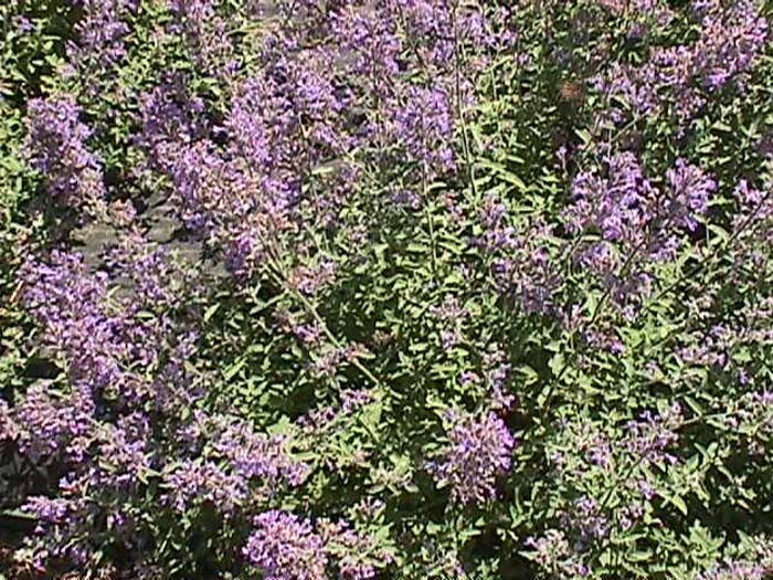 Plant photo of: Nepeta X faassenii 'Dropmore'