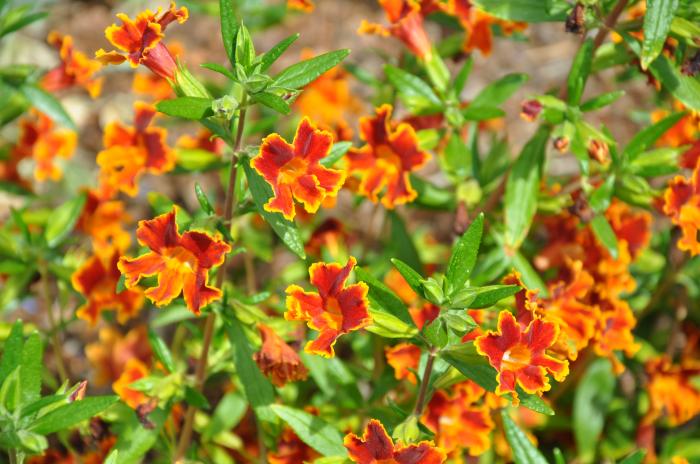 Mimulus 'Fiesta Marigold'