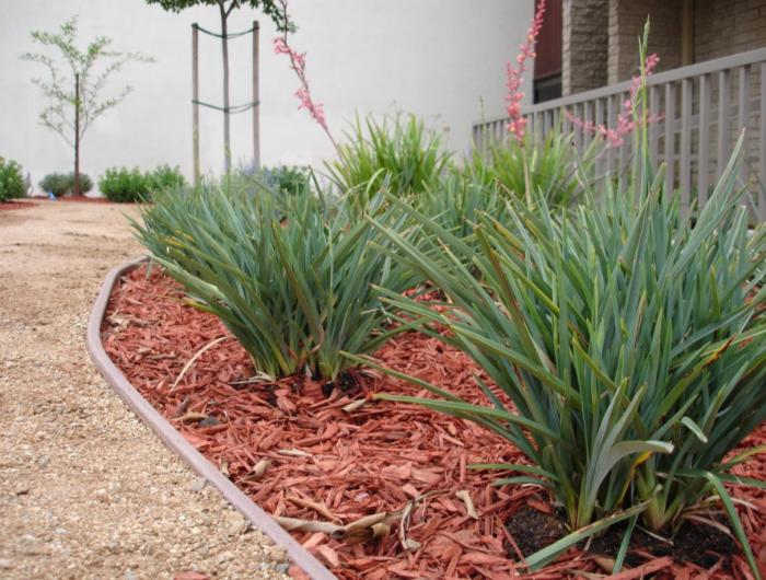 Dianella revoluta 'Baby Bliss'