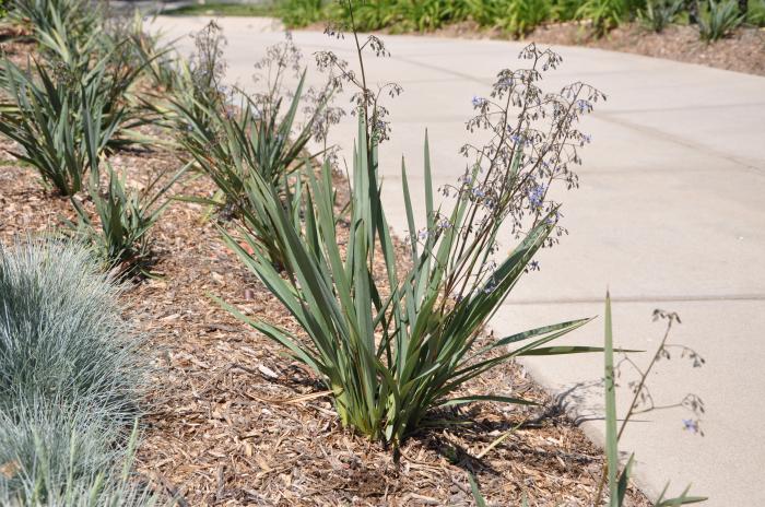 Plant photo of: Dianella revoluta 'Baby Bliss'