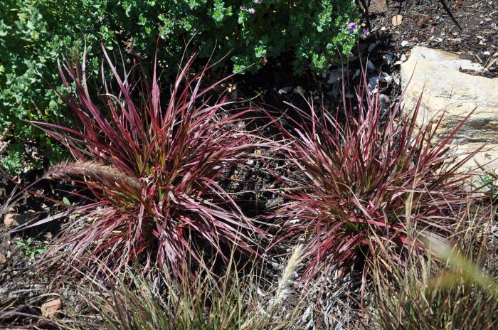 Pennisetum 'Fireworks'