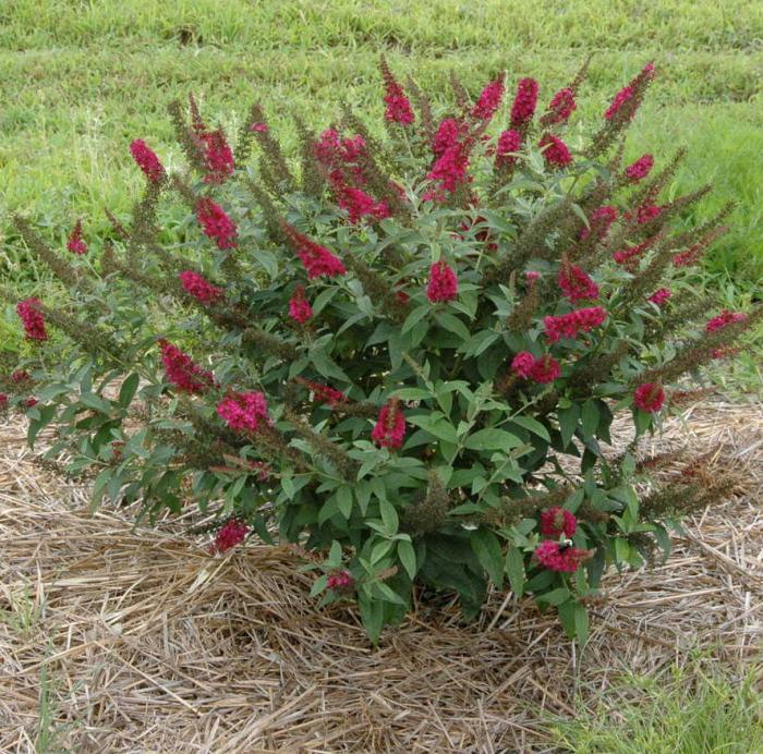 Plant photo of: Buddleia 'Miss Molly'