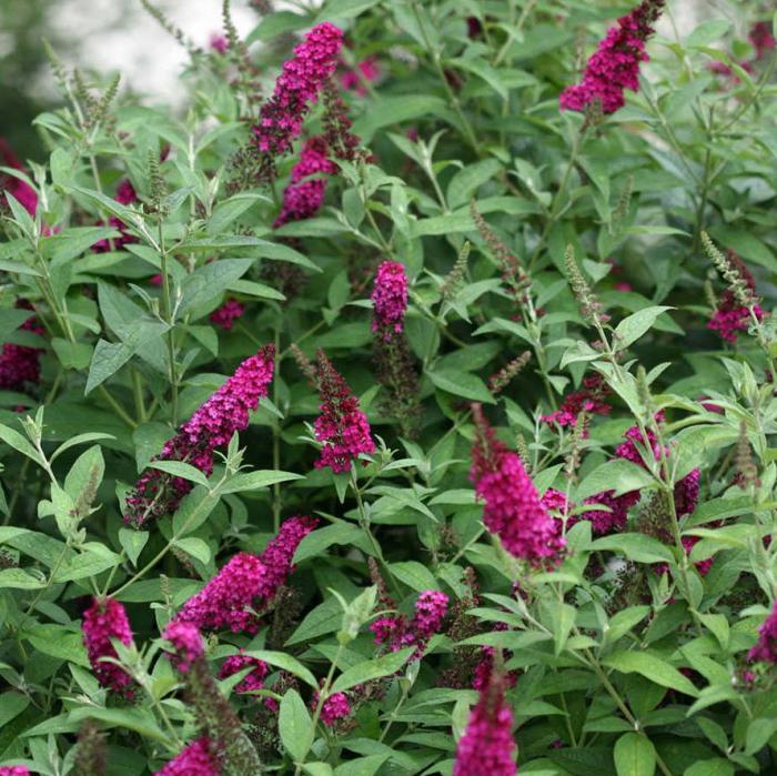 Plant photo of: Buddleia 'Miss Molly'